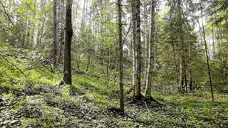 A girl runs through the forest and a maniac does not watch her as she jerks off