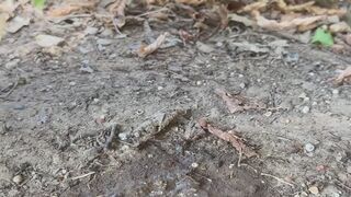 Pissing in the Dirt