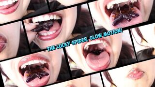 The lucky spider stop motion