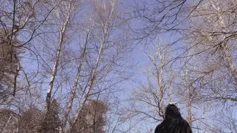 The Jestress Nia Larks