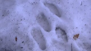 Bare feet in March (mp4)