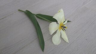 She crushed a tulip in black suede shoes b