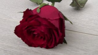 Trampled a red rose with my barefoot d